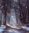 Zonnestralen in een winters bos van Alice's Pictures thumbnail