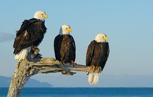 Drei Weißkopfseeadler