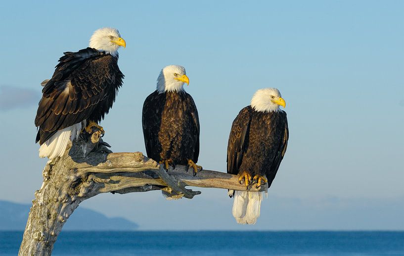 Three Bald Eagles by Harry Eggens
