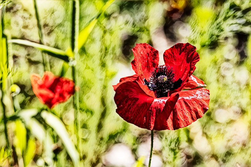 Mohnblume von Andreas Müller