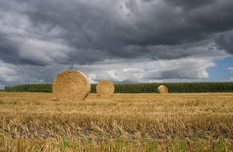 Roles of straw on the field by Sandra de Heij