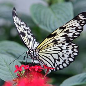 Idea leuconoe  van Dominique Vernooij