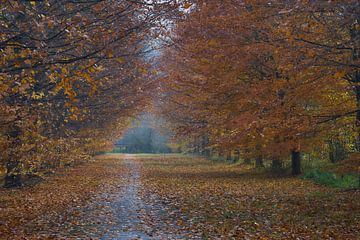 Automne avenue sur Gevk - izuriphoto