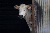 The cow that watches