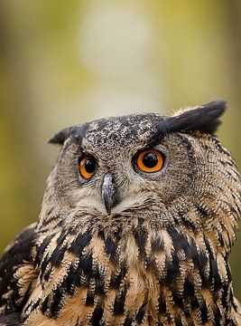 Portrait d'un hibou grand-duc d'Europe sur KB Design & Photography (Karen Brouwer)