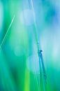 Waterjuffer op nat riet met groene achtergrond van Mark Scheper thumbnail