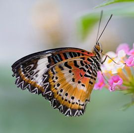 Red Lacewing Butterfly by Ingrid Ronde