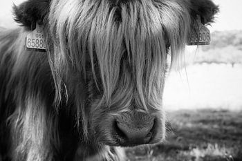 Schottischer Highlander