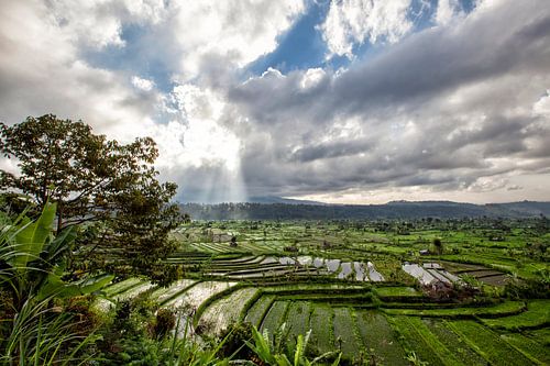 Green cascade rice field plantation terrace. Bali, Indonesia