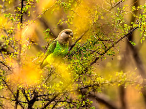 Agapornis dwerg papegaai
