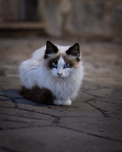 Chat