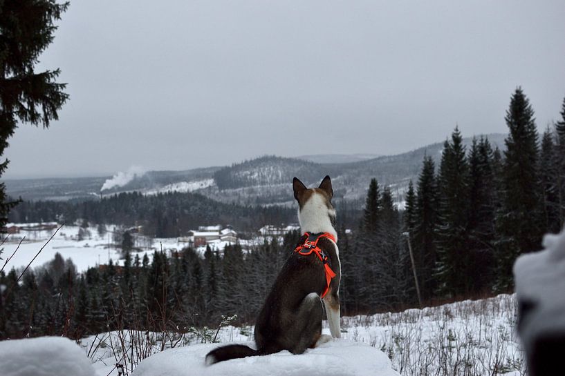 Guarding by Christer Andersson