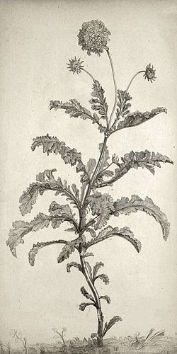 Botanical Wall Art,Kruidenplanten, smal canvas