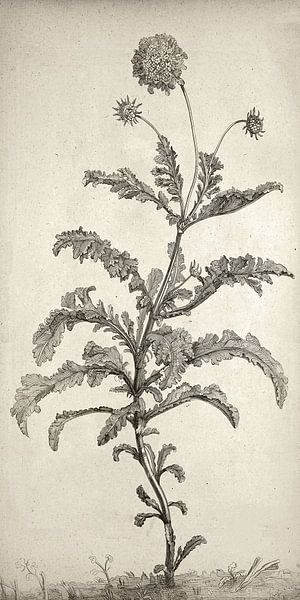 Botanische Wandkunst, Kräuterpflanzen, schmale Leinwand von finemasterpiece