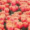 Tulpen - Noordoostpolder Nederland van Marjan Schmit Visser