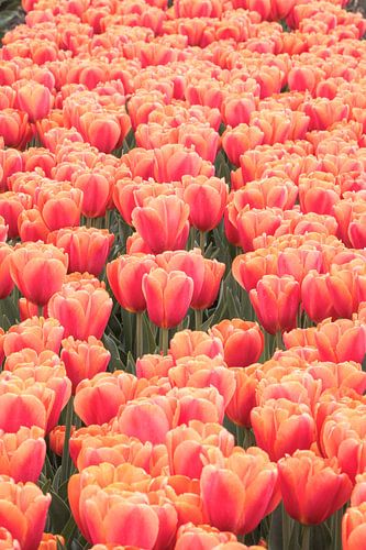 Tulpen - Noordoostpolder Nederland