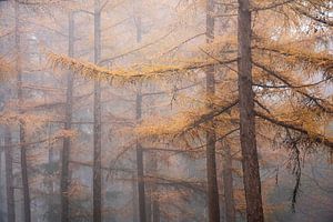 Herbst Lärche in dichtem Nebel von Rick Kloekke