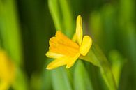 Gele Narcis van Stefanie de Boer thumbnail