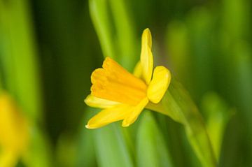 Gele Narcis van Stefanie de Boer
