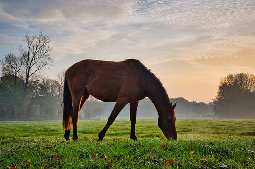 Cheval photogénique dans le pré