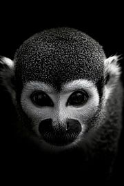 Monkey by Poster Art Shop