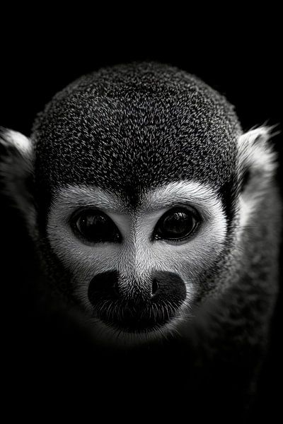 Singe par Poster Art Shop
