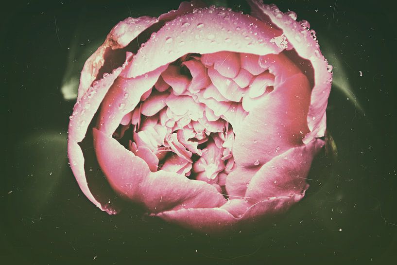 Pivoine par Christine Nöhmeier
