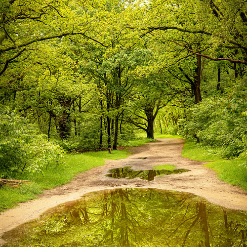 Reflections from trees. 3