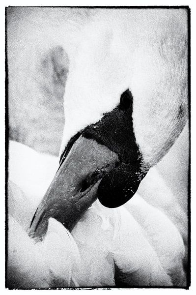Zwaan, bezig met onderhoud zwart-wit par Ernst van Voorst
