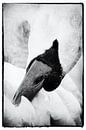 Zwaan, bezig met onderhoud zwart-wit van Ernst van Voorst thumbnail
