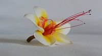 Bloemetje op Bali