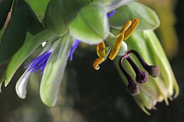 Passie voor bloemen !