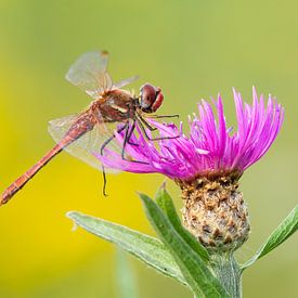 Stone red heidelibel on purple flower by Hugo Meekes