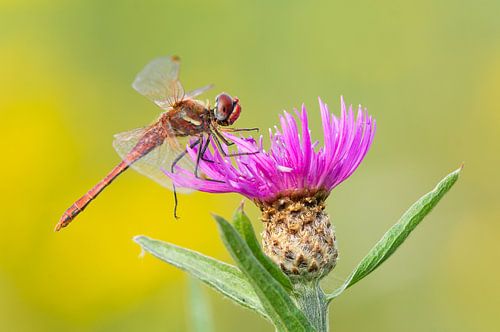Stone red heidelibel on purple flower