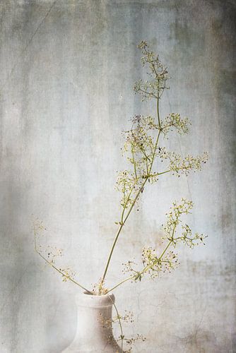 Mauvaises herbes de rêve