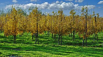 Boomgaard met perenbomen in goudgele herfstkleuren van Gert van Santen