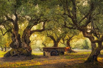 De oude olijfgaard van Loris Photography