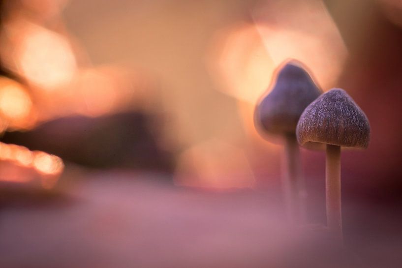 2 by peterheinspictures