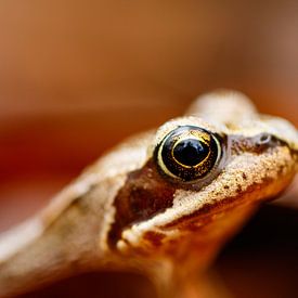 Common frog by Joop Gerretse