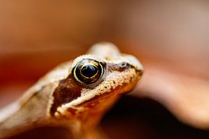 Grenouille rousse