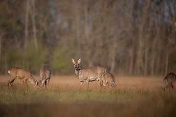 Ree à l'affût sur Karin van Rooijen Fotografie