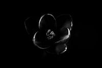 Violets in the dark