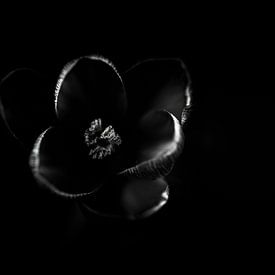 Violets in the dark by Patrick Schwarzbach