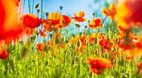 Poppies