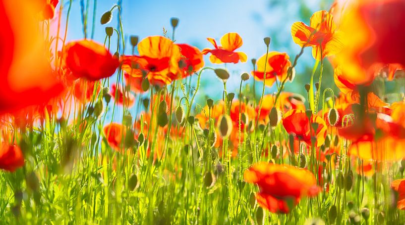 Poppies by Rene van Heerdt