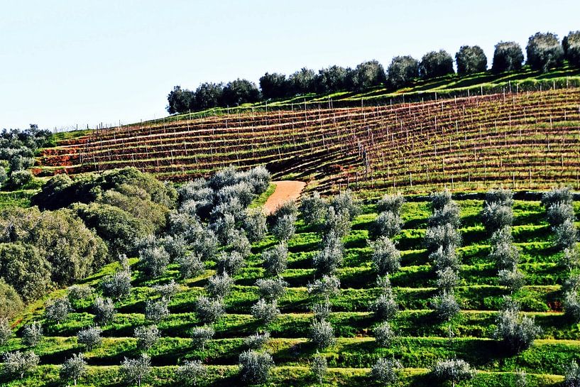 ein Olivenhain und ein Weinberg von Werner Lehmann