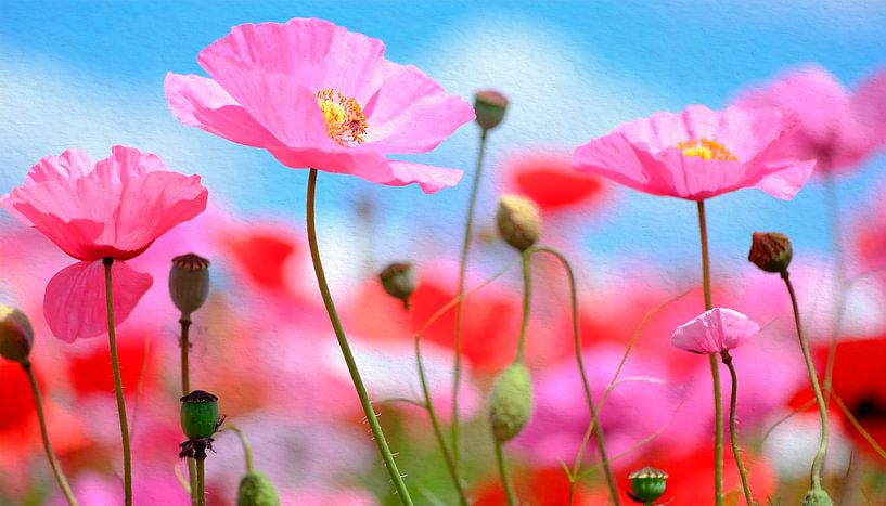 Zomers klaprozenveld van Studio Pieternel