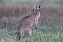 eastern grey kangaroo Queensland Australia by Frank Fichtmüller