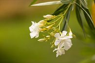 Witte oleander van Marijke van Eijkeren thumbnail
