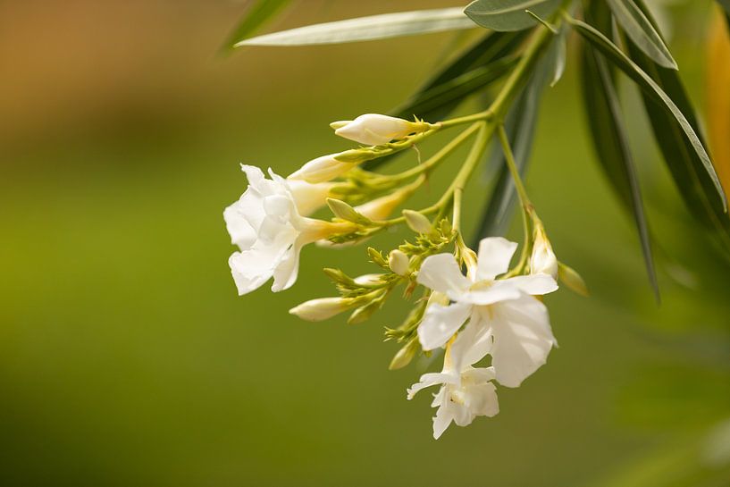 Witte oleander van Marijke van Eijkeren
